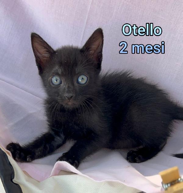 Tenerissimi Gattini 