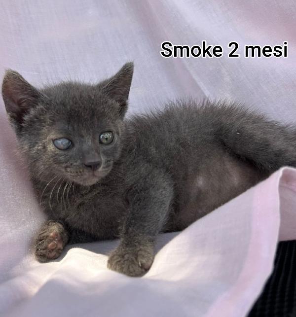 TENERISSIMI GATTINI  Foto 2