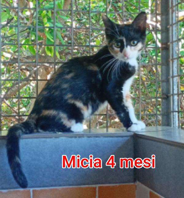 TENERISSIMI GATTINI  Foto 3
