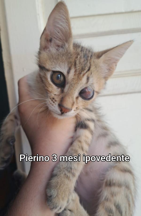 TENERISSIMI GATTINI  Foto 4