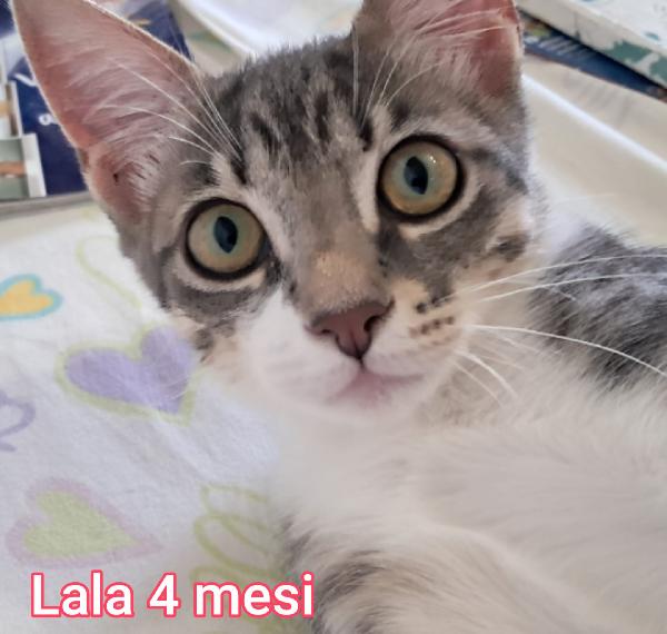 TENERISSIMI GATTINI  Foto 5