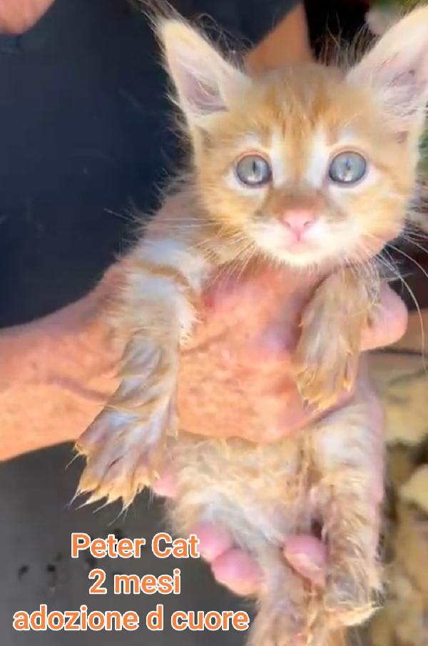 TENERISSIMI GATTINI  Foto 6