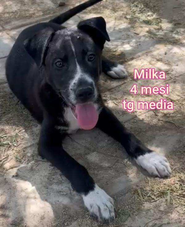 Cosi tanti cuccioli in rifugio  Foto 9