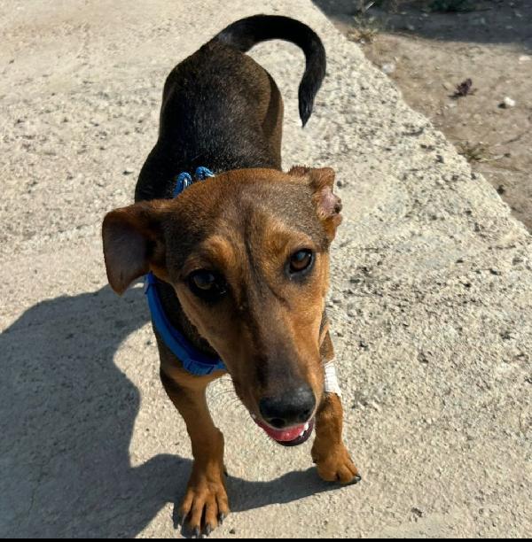 CAGNOLINA DI TG.PICCOLA Foto 3