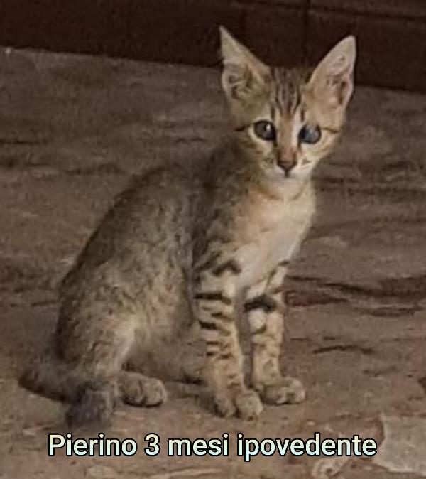 ADOTTA UN MICINO Foto 5