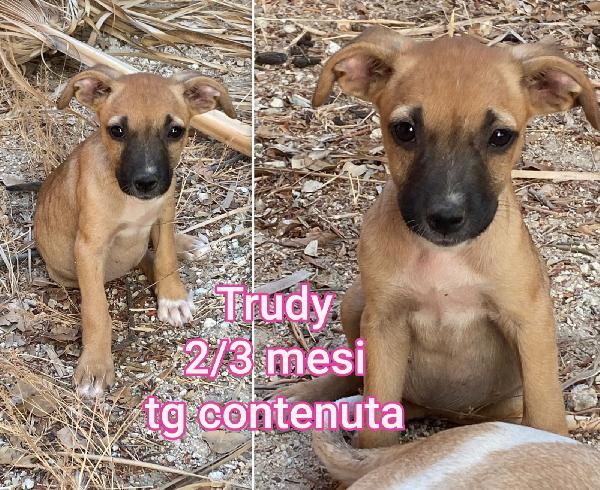 Salva Un Cucciolo!