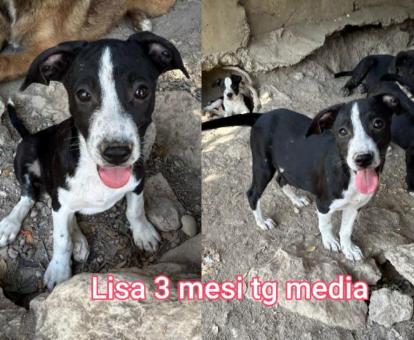SALVA UN CUCCIOLO! Foto 5