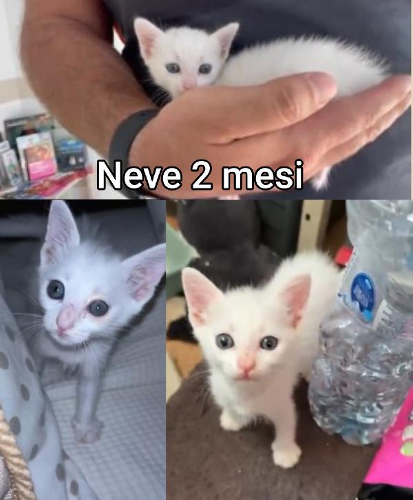 Adozione Gattini Bisognosi 