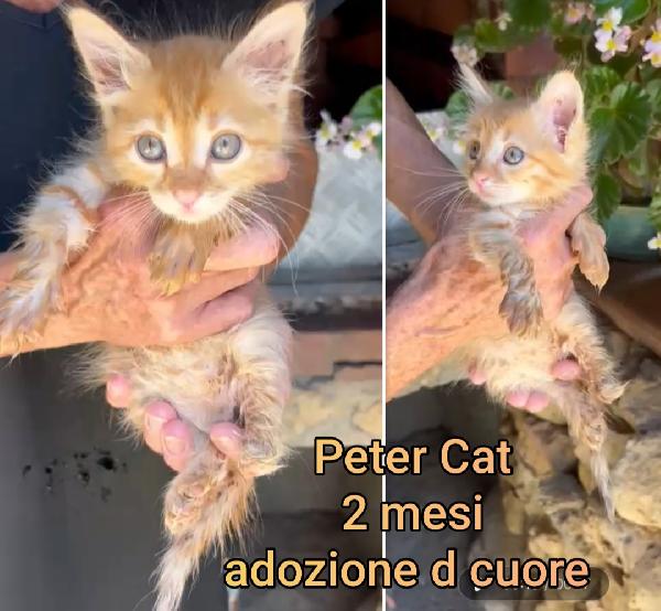 ADOZIONE GATTINI BISOGNOSI  Foto 3