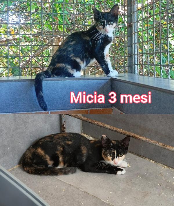 ADOZIONE GATTINI BISOGNOSI  Foto 4