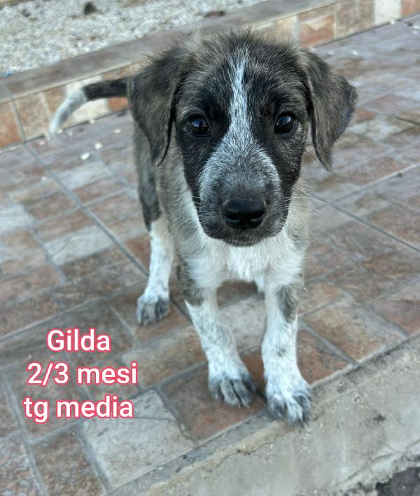 Meravigliosi cucciolini da adottare  Foto 3