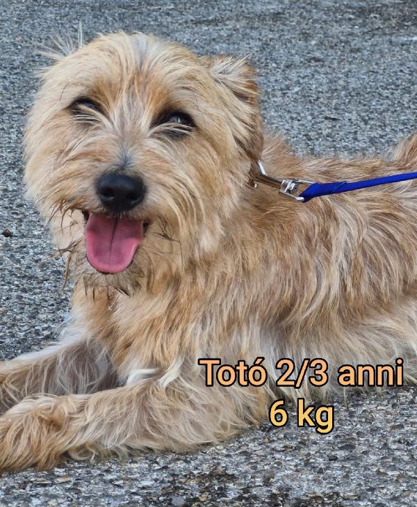 PICCOLINI TAGLIA ENTRO 10 / 15 KG Foto 4