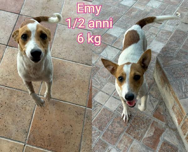 SMALL DOG! ADOZIONI  Foto 2