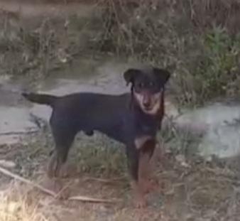 Riky 4/5anni kg9 salvato 2anni fa  Foto 3