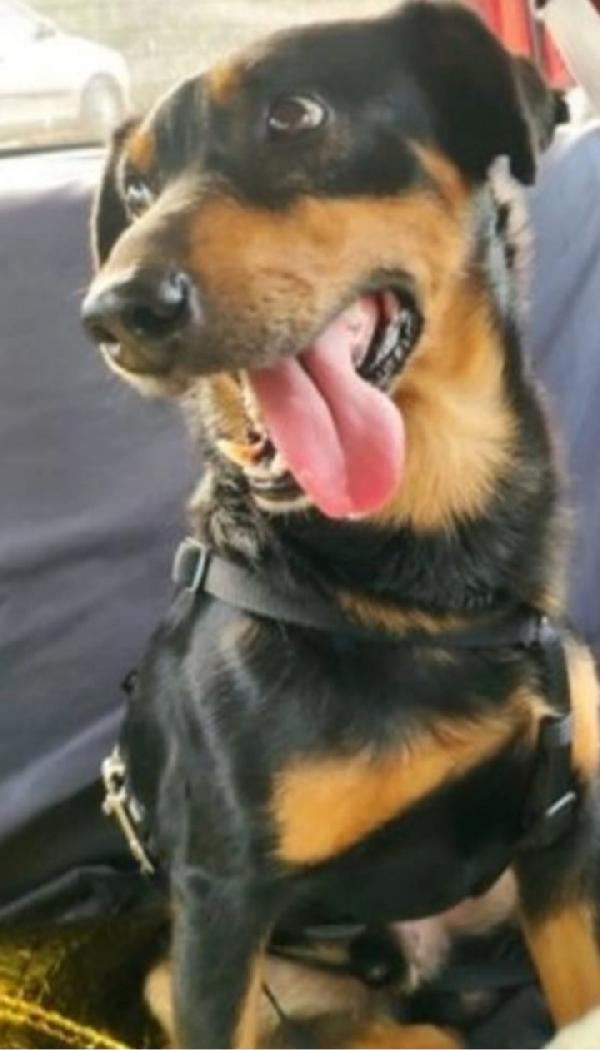 Riky 4/5anni kg9 salvato 2anni fa  Foto 4