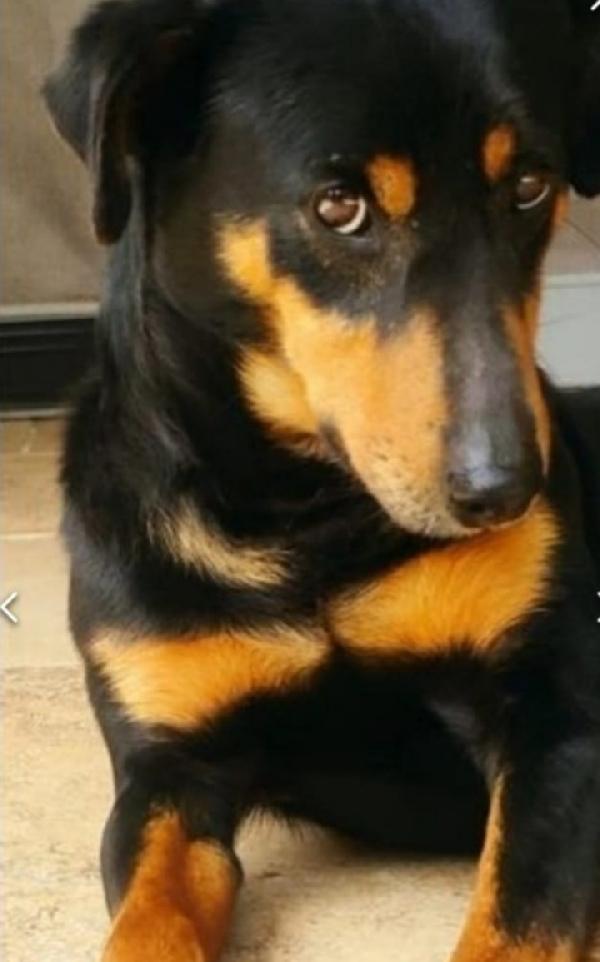 Riky 4/5anni kg9 salvato 2anni fa  Foto 5