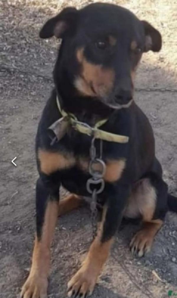 Riky 4/5anni kg9 salvato 2anni fa  Foto 9