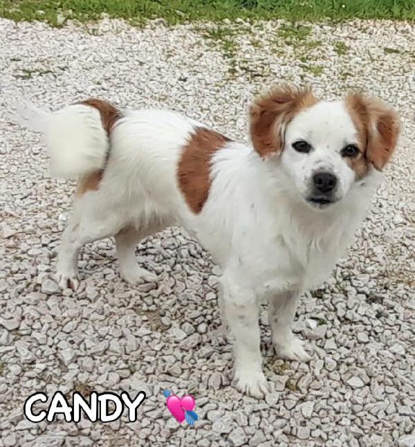 Sandy e Candy cercano casa - dolci cagnoline taglia piccola in adozione Foto 2