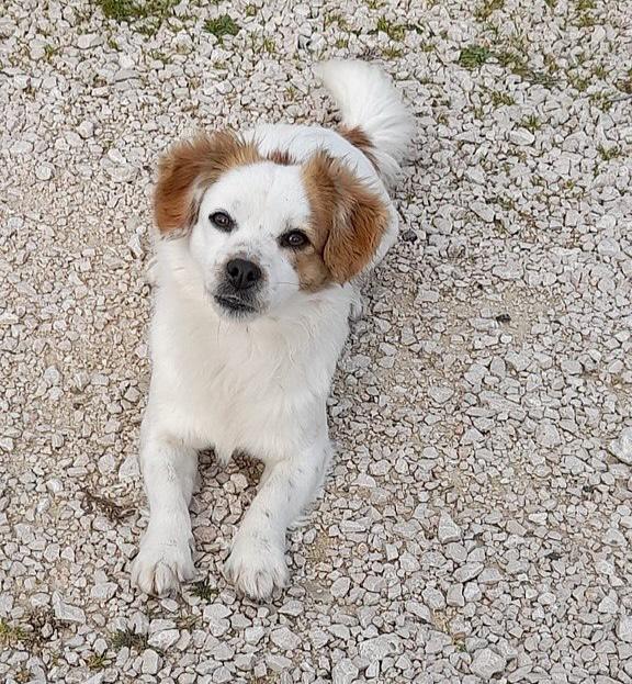 Sandy e Candy cercano casa - dolci cagnoline taglia piccola in adozione Foto 3