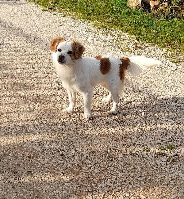 Sandy e Candy cercano casa - dolci cagnoline taglia piccola in adozione Foto 4