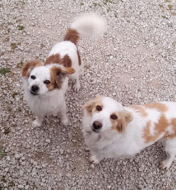 Sandy e Candy cercano casa - dolci cagnoline taglia piccola in adozione Foto 6