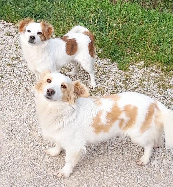 Sandy e Candy cercano casa - dolci cagnoline taglia piccola in adozione Foto 7