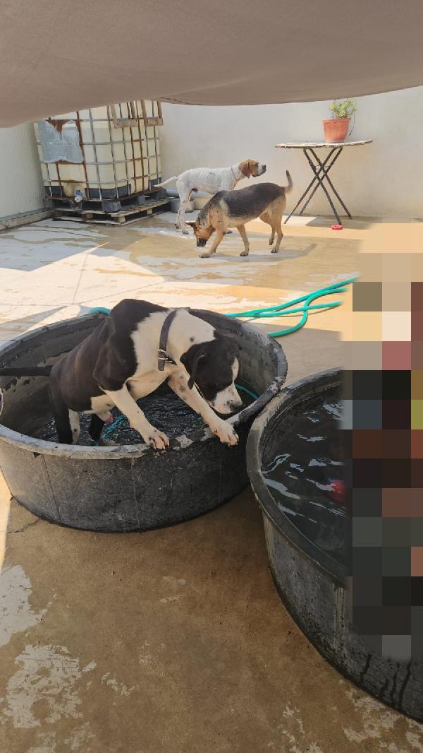 Pane: cucciolotto taglia contenuta socievole  Foto 7