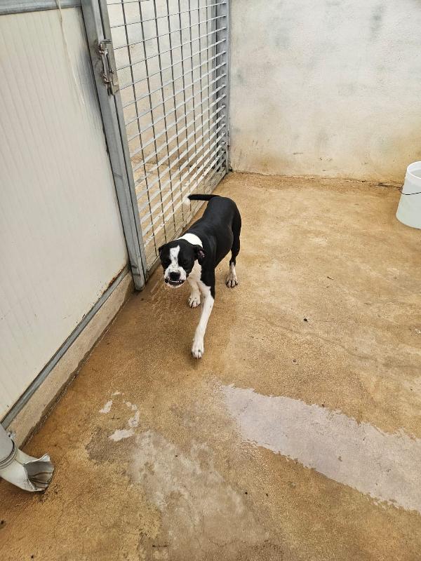 Pane: cucciolotto taglia contenuta socievole  Foto 8