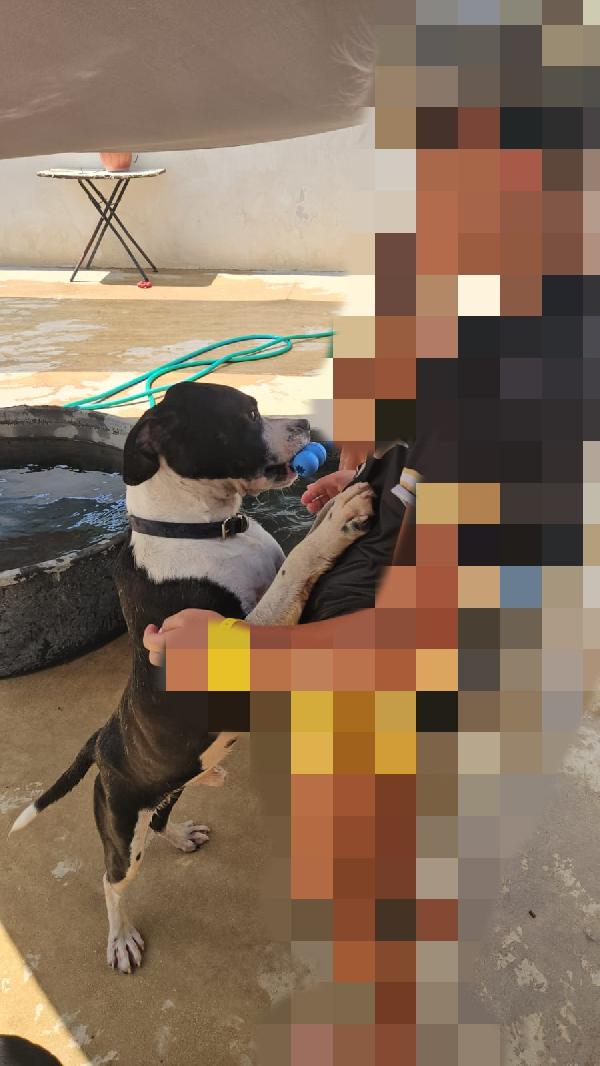 Pane: cucciolotto taglia contenuta socievole  Foto 9