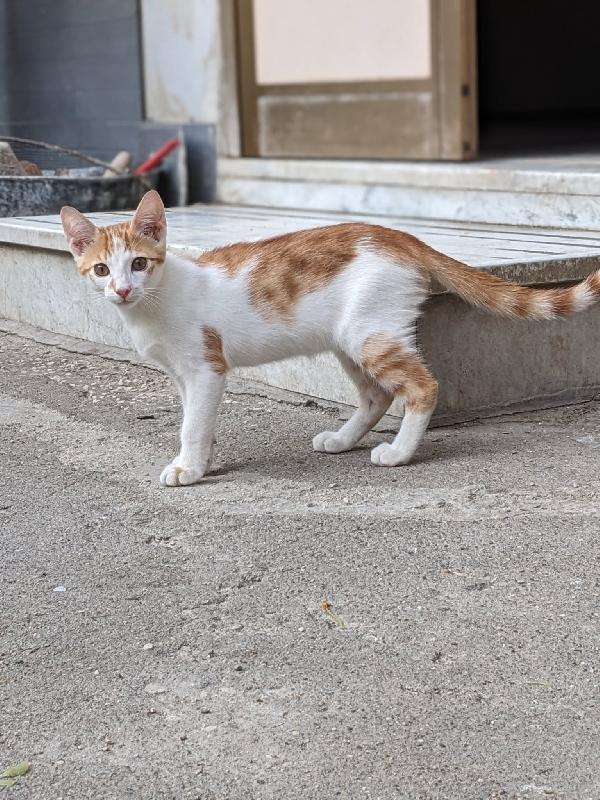 Artu' - Gattino Di 4 Mesi