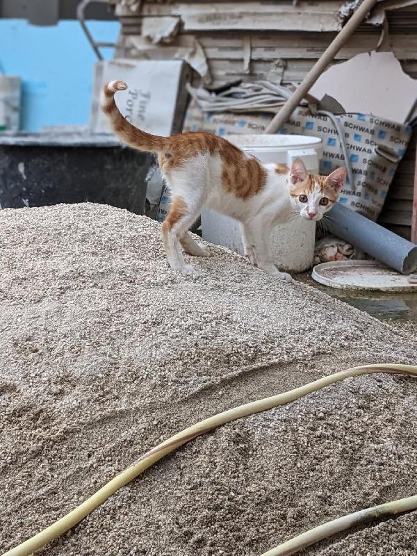 ARTU' - gattino di 4 mesi Foto 2