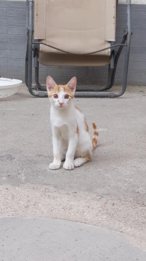 ARTU' - gattino di 4 mesi Foto 4