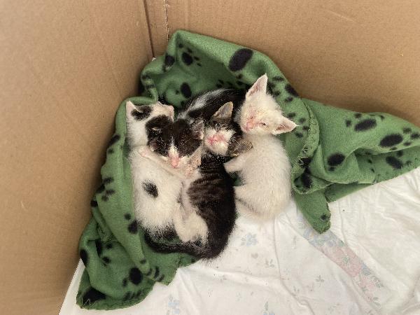 Adozione Urgente – Gattini Trovati 