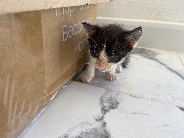 ADOZIONE URGENTE – GATTINI TROVATI  Foto 2