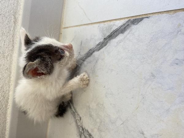 ADOZIONE URGENTE – GATTINI TROVATI  Foto 3