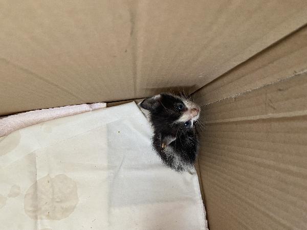 ADOZIONE URGENTE – GATTINI TROVATI  Foto 4