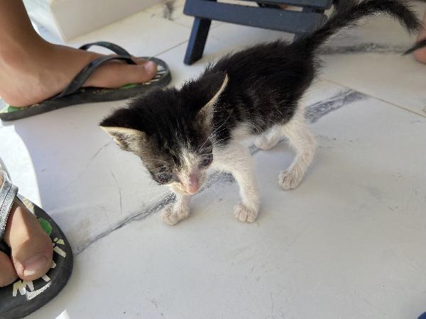 ADOZIONE URGENTE – GATTINI TROVATI  Foto 5