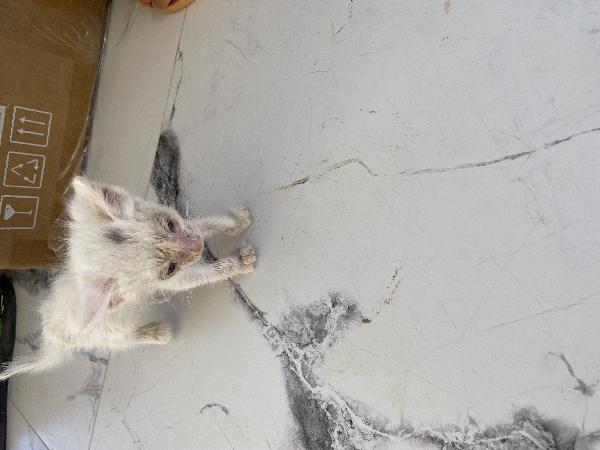ADOZIONE URGENTE – GATTINI TROVATI  Foto 6