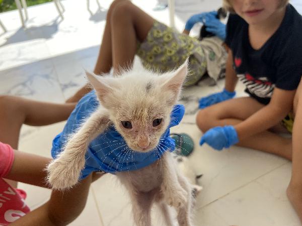 ADOZIONE URGENTE – GATTINI TROVATI  Foto 7