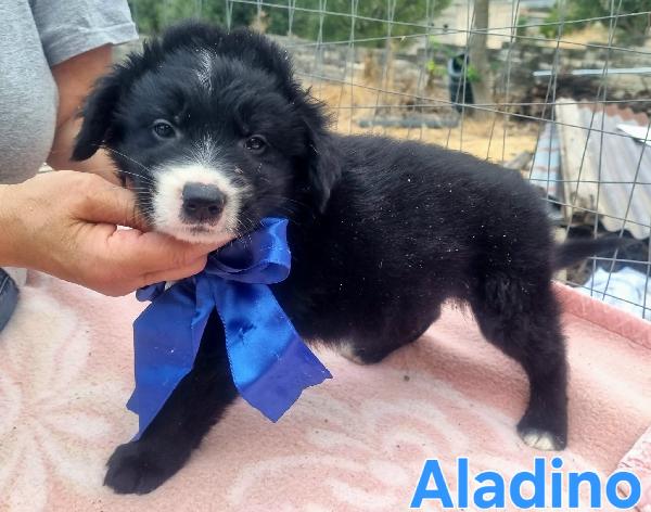 ALADINO CUCCIOLO SIMIL BORDER Foto 4