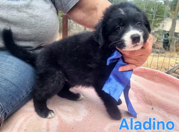 ALADINO CUCCIOLO SIMIL BORDER Foto 5
