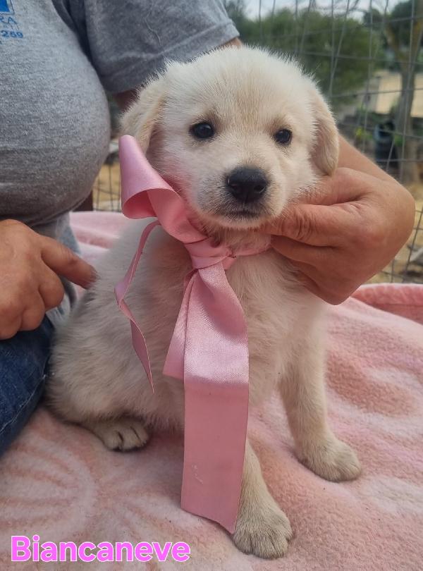 Biancaneve Cucciola Simil Golden
