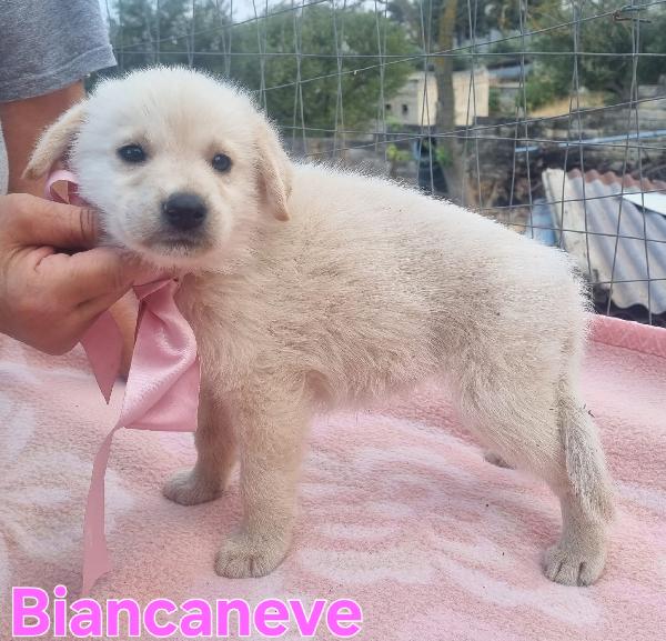 BIANCANEVE CUCCIOLA SIMIL GOLDEN Foto 4