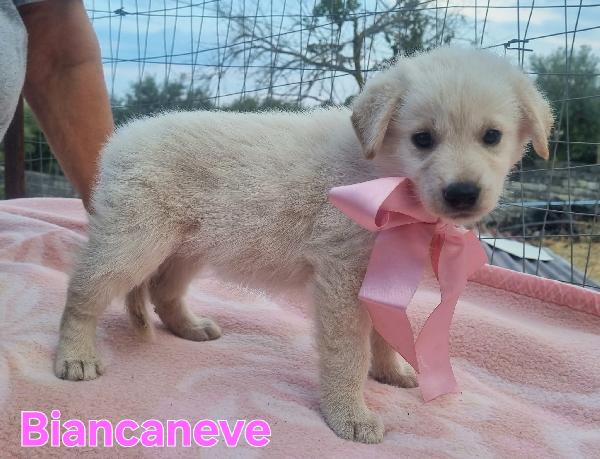 BIANCANEVE CUCCIOLA SIMIL GOLDEN Foto 5