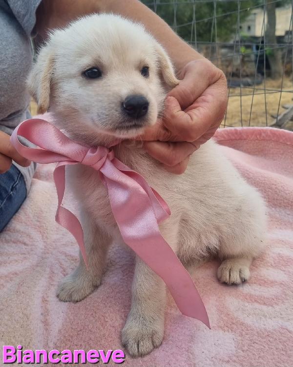 BIANCANEVE CUCCIOLA SIMIL GOLDEN Foto 6
