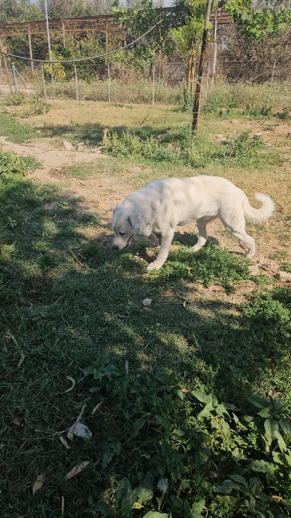 Consuelo: adozione del cuore o stallo  Foto 8