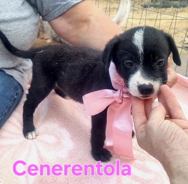 Cenerentola Cucciola Taglia Grande