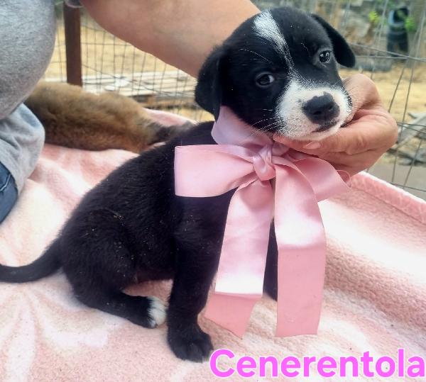 CENERENTOLA CUCCIOLA TAGLIA GRANDE Foto 2