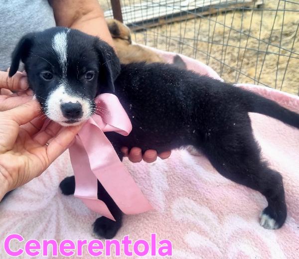 CENERENTOLA CUCCIOLA TAGLIA GRANDE Foto 3