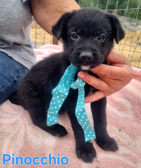 PINOCCHIO CUCCIOLO SIMIL LABRADOR Foto 2
